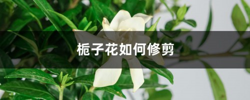 栀子花如何修剪