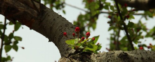 杭州适合养什么花，市花和市树是什么