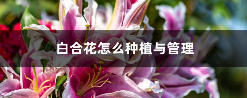 百合花怎么种植与管理