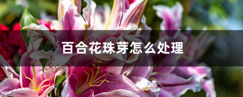 百合花珠芽怎么处理