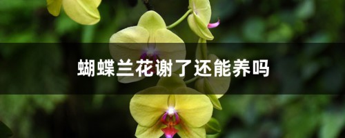 蝴蝶兰花谢了还能养吗