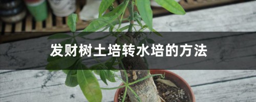 发财树土培转水培的方法