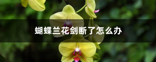 蝴蝶兰花剑断了怎么办