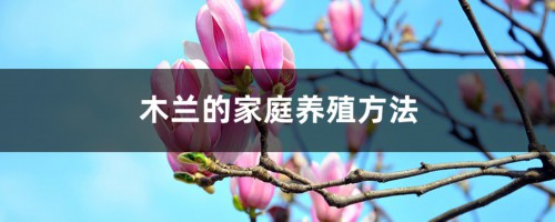 木兰的家庭养殖方法