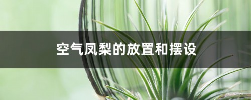 空气凤梨的放置和摆设