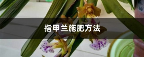 指甲兰施肥方法